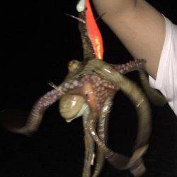 焼津港　クロダイ51㎝　その他タコ類